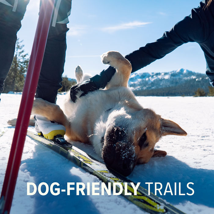 Dog Friendly Trails at Royal Gorge XC Resort atop Donner Summit.