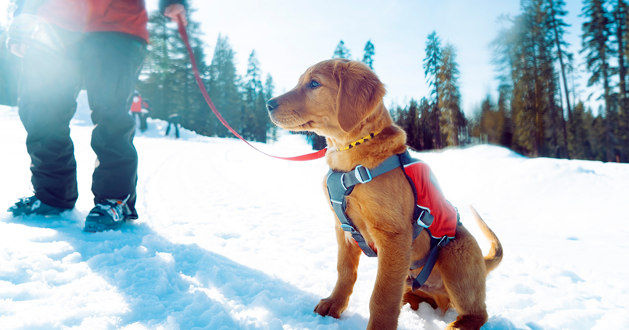 A young patrol dog in training