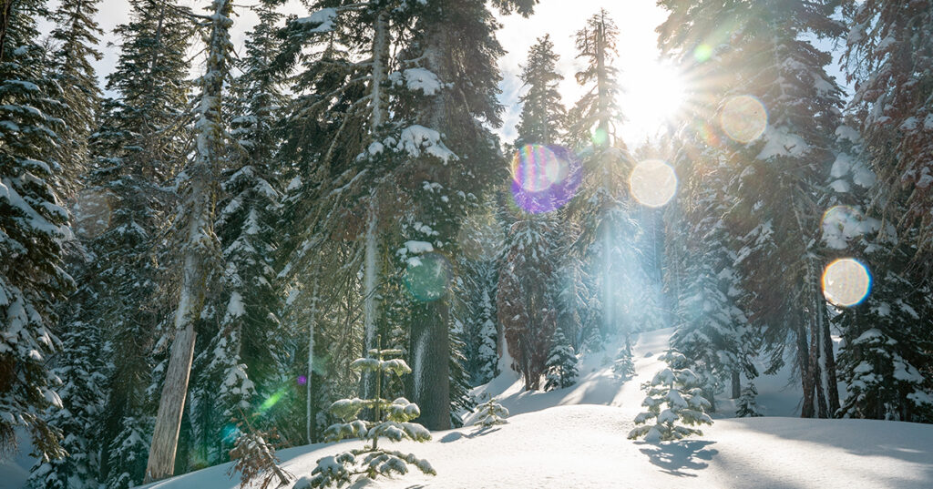 Sunlight filtering through snowy trees.