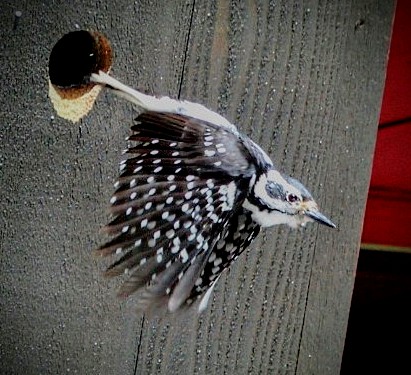 Hairy Woodpecker by Ryan Skahill