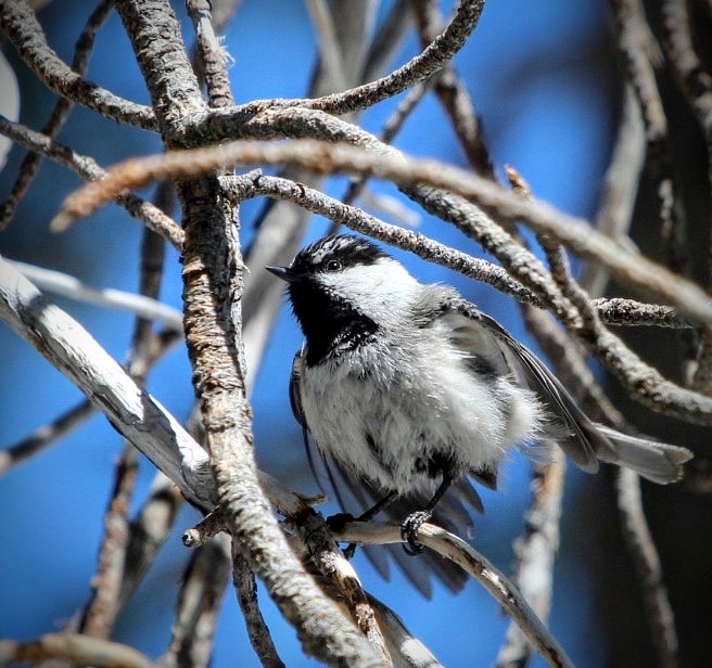 California Mountain Chickadee by Ryan Skahill