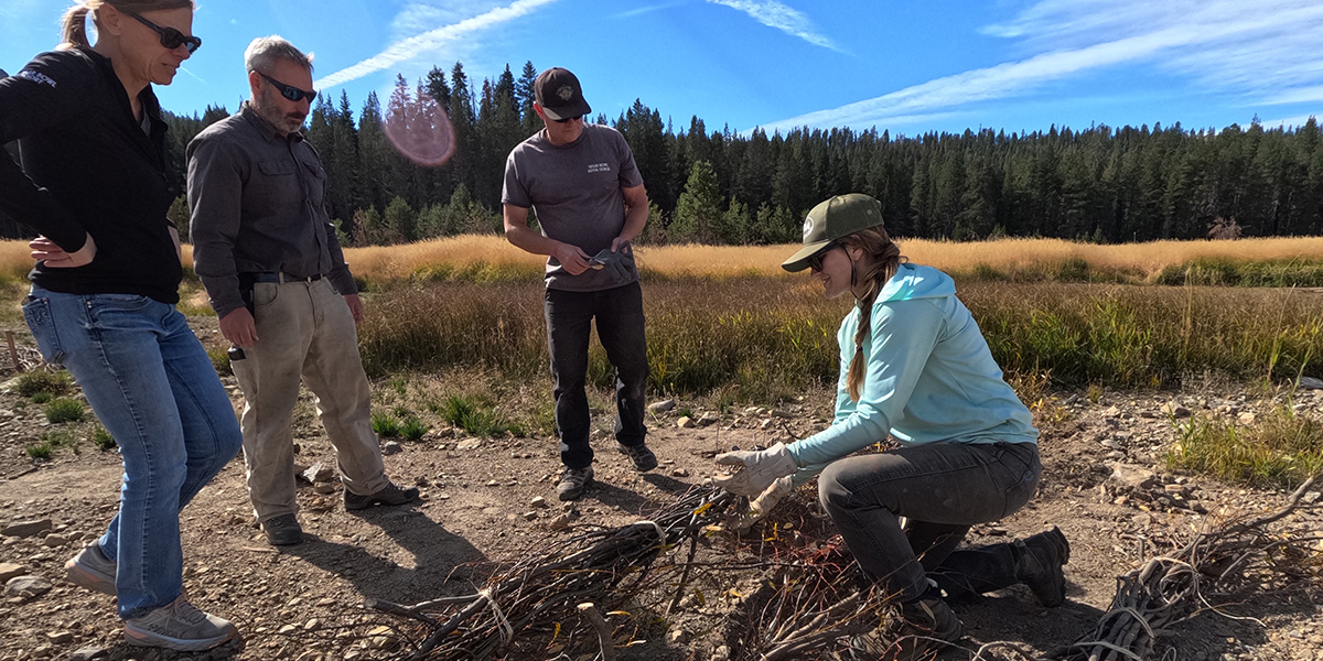 Sitting just downstream the headwaters of the South Yuba River at Sugar Bowl Resort, and home to Royal Gorge Cross Country trails, the 485-acre Van Norden Meadow is an essential wetland ecosystem, carbon sink, and water store for the entire South Yuba River Watershed.