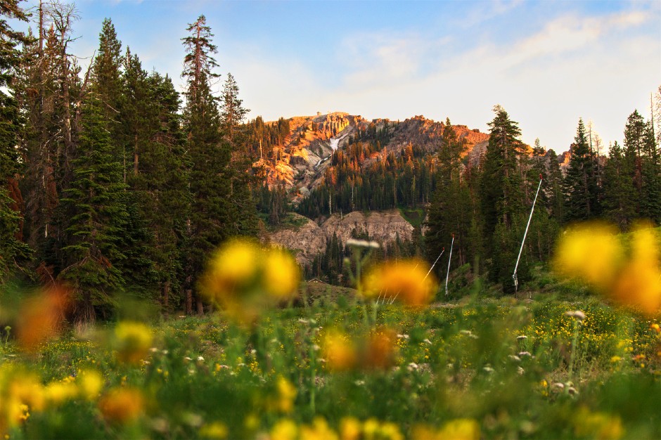 Alpine meadow with flowers